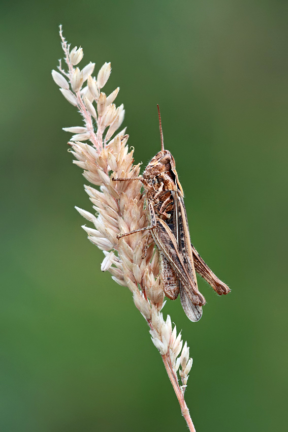 Common Field Grasshopper 5